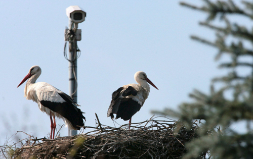 European White Storks, Webcam, Germany.jpg
