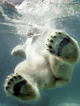 북극곰 발바닥.jpg