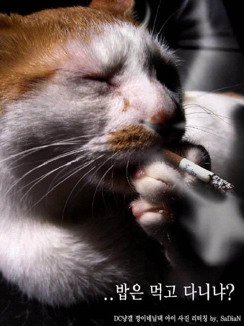 담배피는 고양이.jpg