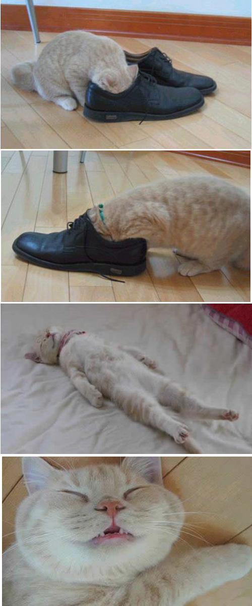 신발 고양이.jpg