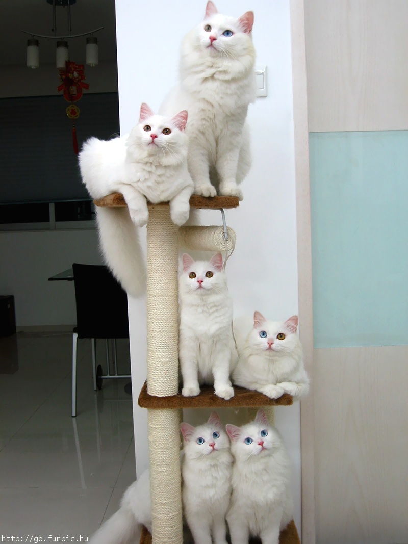 white cats.jpg
