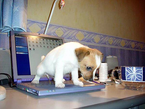노트북에 쉬하는 강아지.jpg