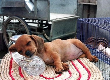 베이징의 낮잠자는 강아지.jpg