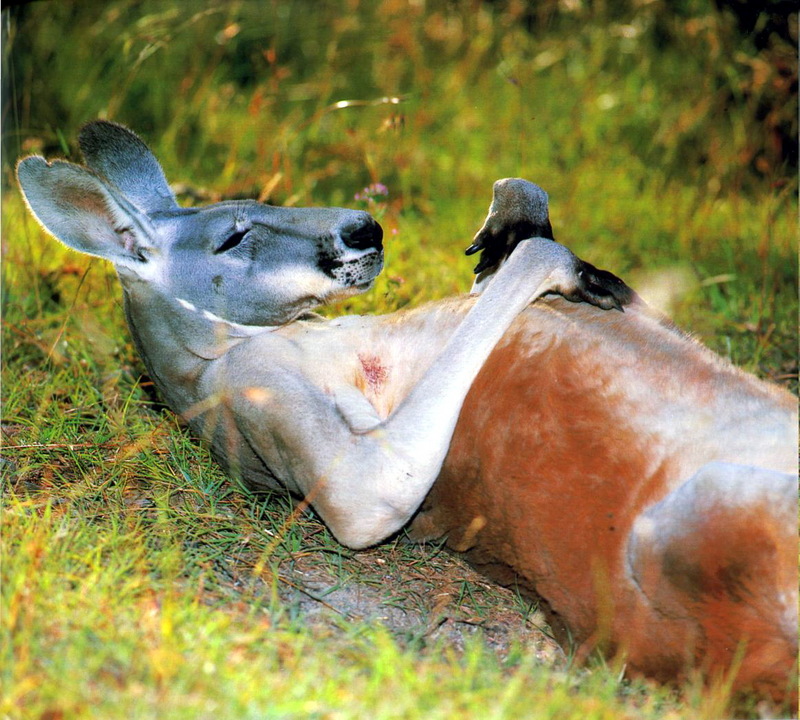 Red Kangaroo (Macropus rufus).jpg