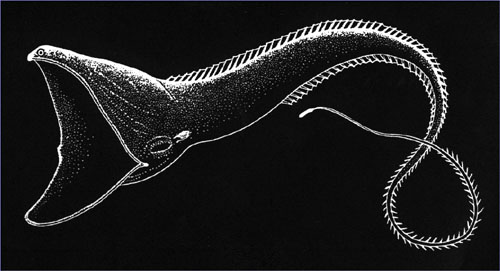 ellis223 Eurypharynx pelecanoides, the umbrellamouth gulper eel.jpg