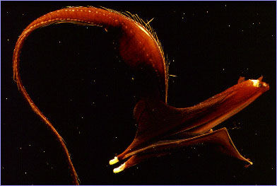 wudep34 Eurypharynx pelecanoides, the umbrellamouth gulper eel.jpg