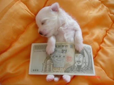 만원 지폐를 덮은 강아지.jpg