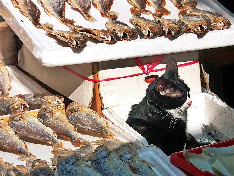 생선과 고양이.jpg
