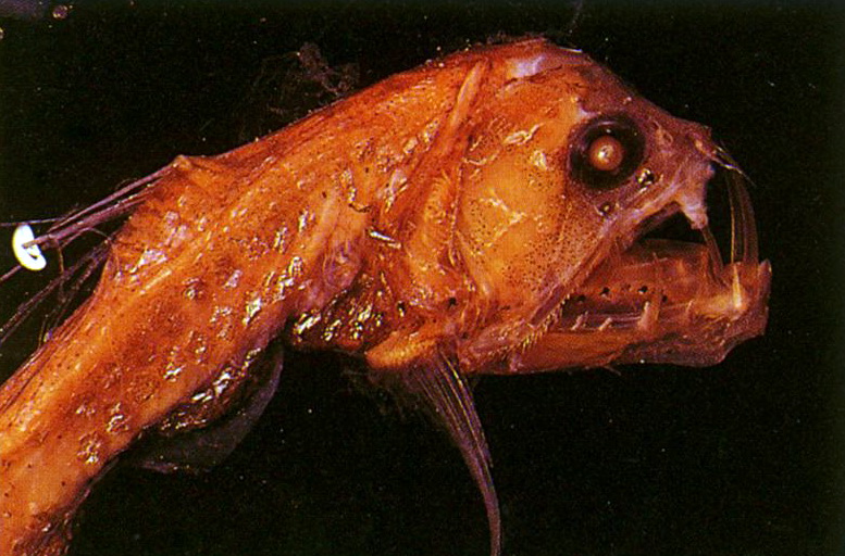 Sloane\'s viperfish (Chauliodus sloani).jpg