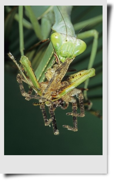 Stagmatoptera femoralis-birag.jpg