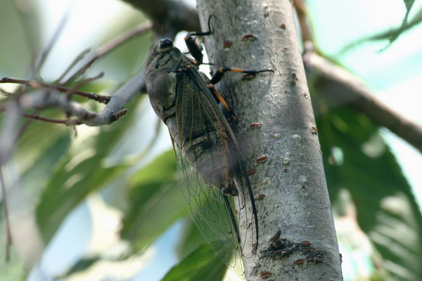 말매미 Cryptotympana dubia (Korean blackish or horse cicada).jpg