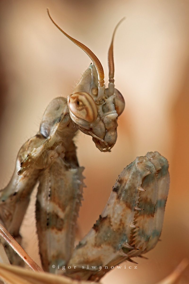 Thistle Mantis by Blepharopsis.jpg