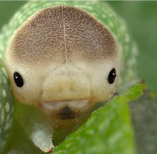 귀여운 벌레-애벌레 얼굴.jpg