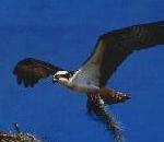 물수리 Pandion haliaetus (Osprey).jpg