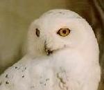 흰올빼미 (Snowy Owl).jpg