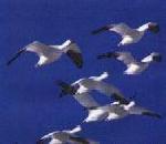 흰기러기 Anser caerulescens, Chen caerulescens (Snow Goose).jpg