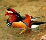 원앙 Aix galericulata (Mandarin Duck).jpg