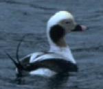 바다꿩  Clangula hyemalis (Long-tailed Duck, Oldsquaw).jpg