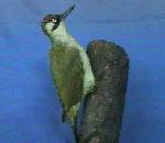 청딱다구리 Picus viridus (Green Woodpecker).jpg