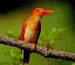 호반새 Halcyon coromanda major (Ruddy Kingfisher).jpg