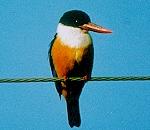 청호반새 Halcyon pileata (Black-capped Kingfisher).jpg