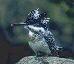 뿔호반새 Megaceryle lugubris (Greater Pied Kingfisher).jpg