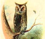 소쩍새 Otus scops stictonotus (Common or Eurasian Scops Owl).jpg