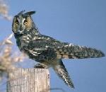 칡부엉이 Asio otus (Long-eared Owl).jpg