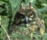 Asio flammeus , 쇠부엉이 - Short-eared Owl.jpg