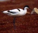 뒷부리장다리물떼새  Recurvirostra avosetta (Pied Avocet).jpg
