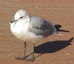 갈매기, Common Mew Gull, Larus canus.jpg
