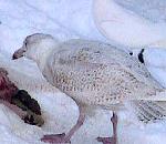 흰갈매기  Larus hyperboreus (Glaucous Gull).jpg