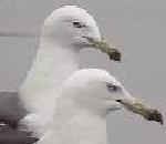 재갈매기  Larus argentatus (Herring Gull).jpg