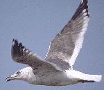 큰재갈매기 (Slaty-Backed Gull) Larus schistisagus.jpg