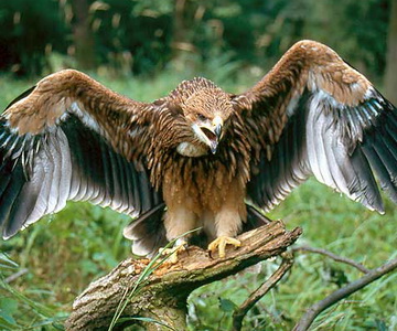 흰죽지수리  Aquila heliaca (Imperial Eagle).jpg