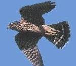 쇠황조롱이 Falco columbarius (Merlin).jpg