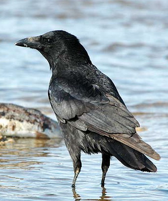 까마귀 Corvus corone (Carrion Crow).jpg
