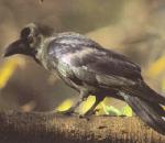 큰부리까마귀 Corvus macrorhynchos (Jungle Crow, Large-billed Crow).jpg