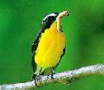 흰눈썹황금새  Ficedula zanthopygia (Yellow-rumped Flycatcher or Tricolor Flycatcher).jpg