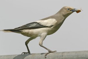 잿빛쇠찌르레기  Sturnus sinensis ( White-shouldered Starling ).jpg
