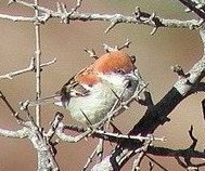 섬참새  Passer rutilans ( Russet Sparrow ).jpg