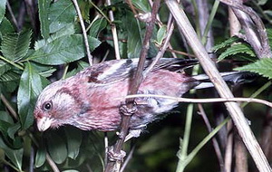 긴꼬리홍양진이  Uragus sibiricus (Long-tailed Rosefinch).jpg