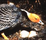 흰머리기러기  Anser canagicus, Chen canagica ( Emperor Goose ).jpg