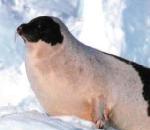 Harp Seal (Phoca groenlandica syn. Pagophilus groenlandicus)  하프물범, 그린랜드물범.jpg