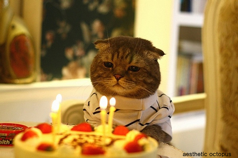 birthday cat06.jpg