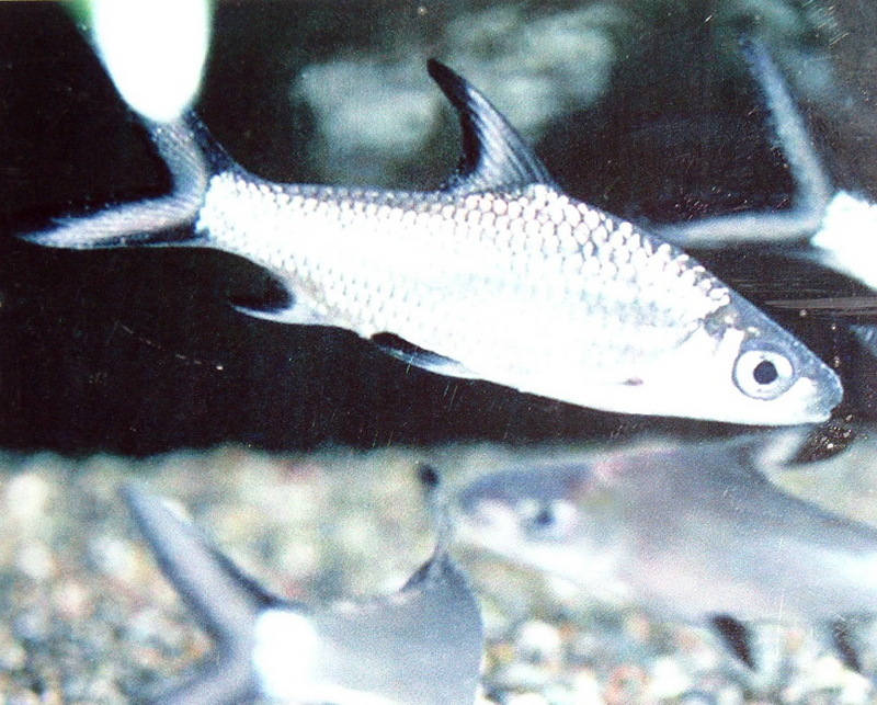 실버샤크, Balantiocheilos melanopterus, Bala Shark, Silver Shark.jpg