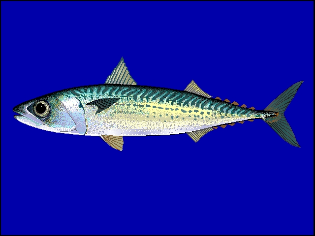 Scaus u0 - Scomber australasicus - 망치고등어 - blue mackerel.gif