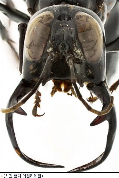 20120326 Garuda wasp, warroir wasp, 거대말벌, 가루다말벌.jpg