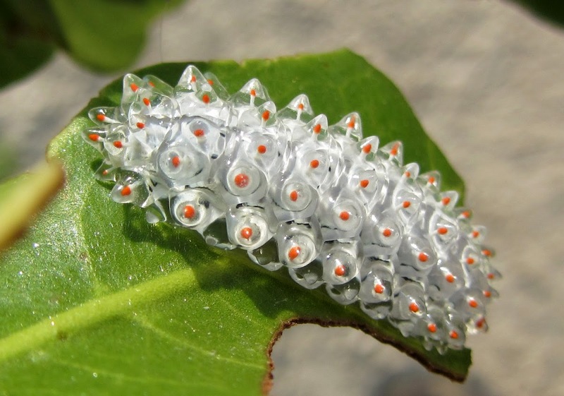 opubo - Acraga coa aka the Jewel Caterpillar.jpg