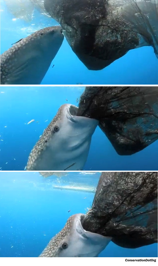 20120717 whale shark - 고래상어.jpg